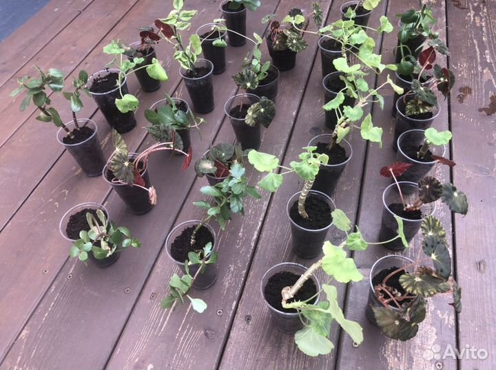 Рассада бегонии, герани, каланхоэ