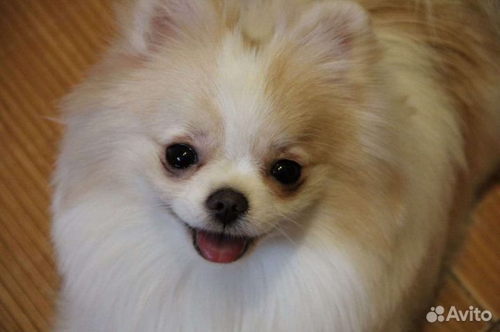 Супер девочка померанский шпиц мини