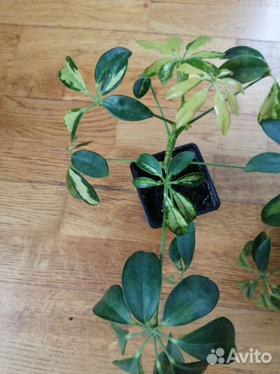 Шефлера вариегатная