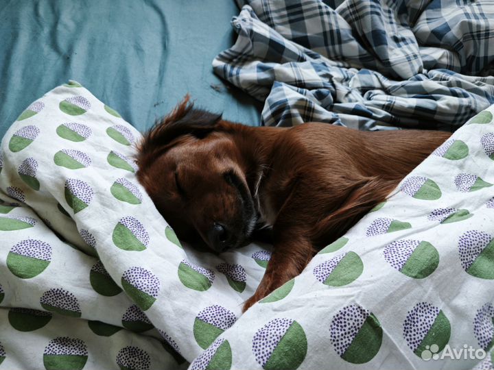 Передержка животных