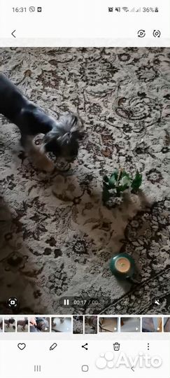 Ковры и паласы бу