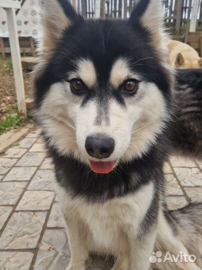 Сибирский хаски