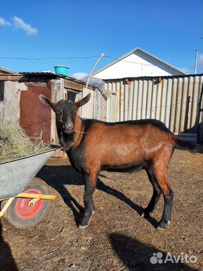Чешский козел