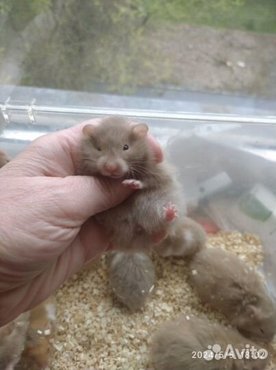 Хомячки сирийские редкие Молочный Шоколад ручные