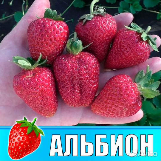 Сортовая рассада клубники