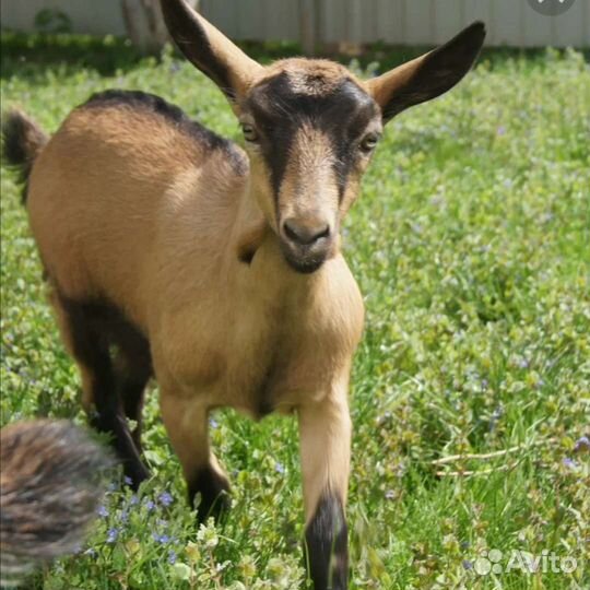 Альпийские козы