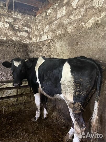 Продается тёлка