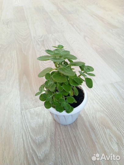 Плектрантус (мята), Алоэ, Каланхоэ лечебное