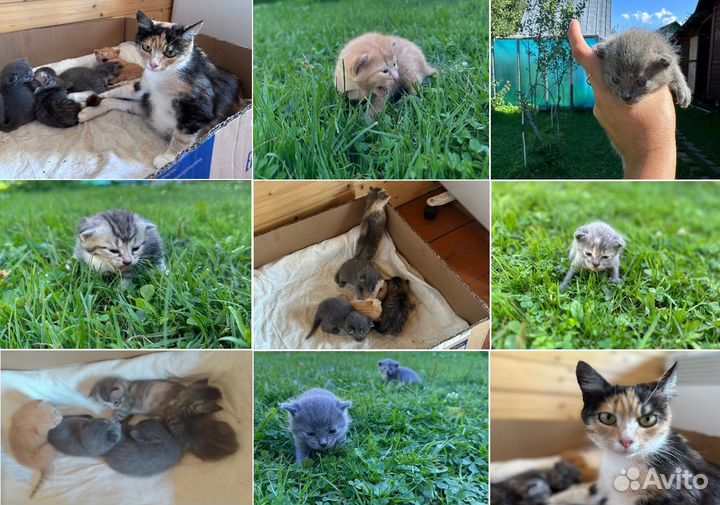 Котята в дар дата рождения 20.07.2023 г