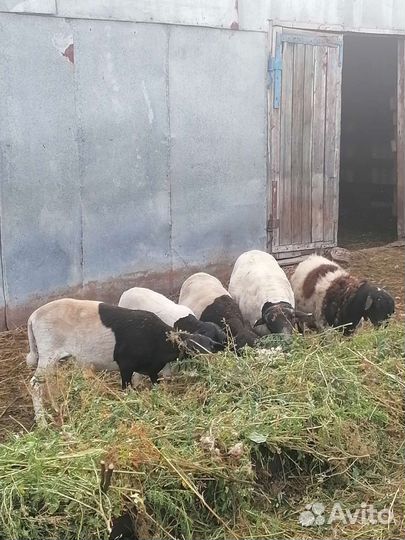 Овцы бараны дорпер