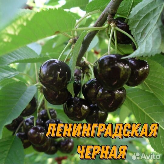 Саженцы черешни