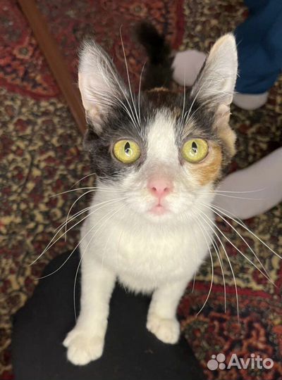 Котята ищут дом