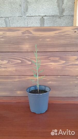 Клен японский