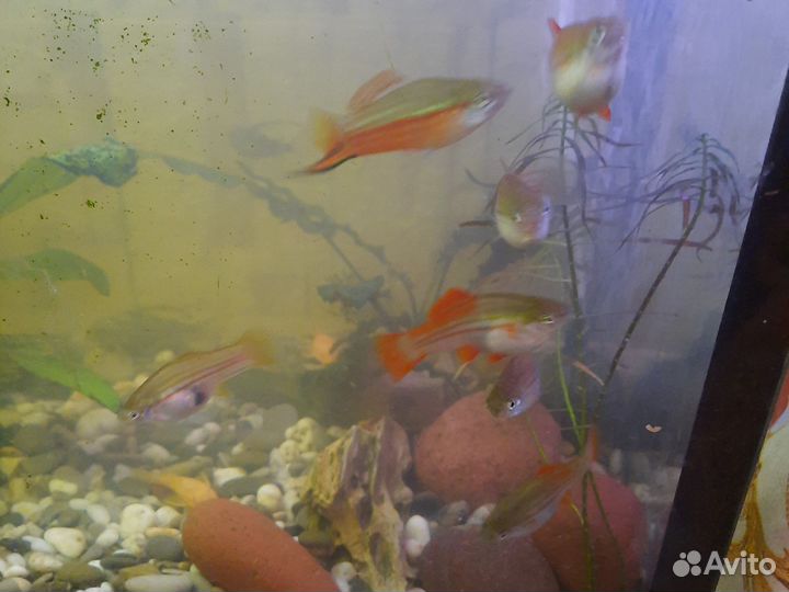 Зелёные меченосцы