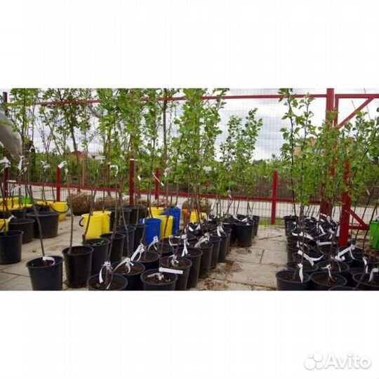 Саженцы плодовых культур