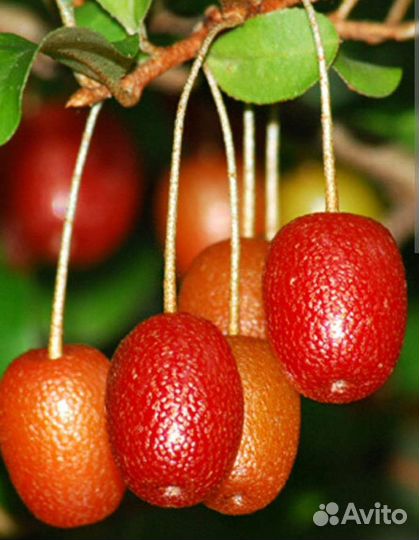 Гуми лох, облепиха, саженцы