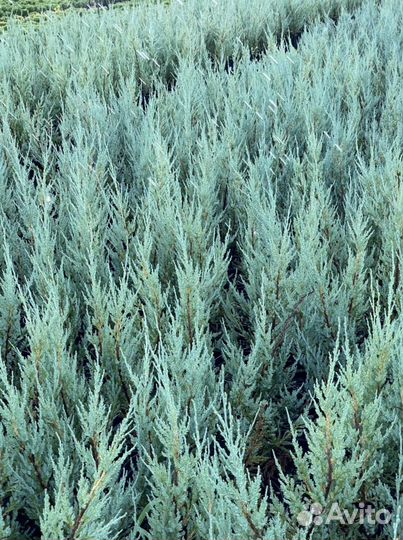 Можжевельник скальный