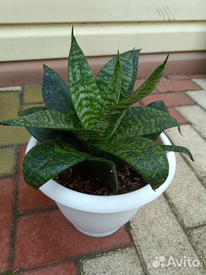 Комнатные цветы