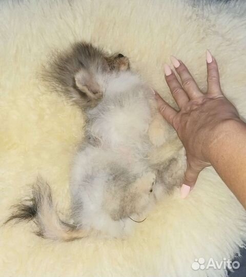 Малина девочка Super Mini Померанский шпиц