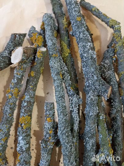 Корм для улиток