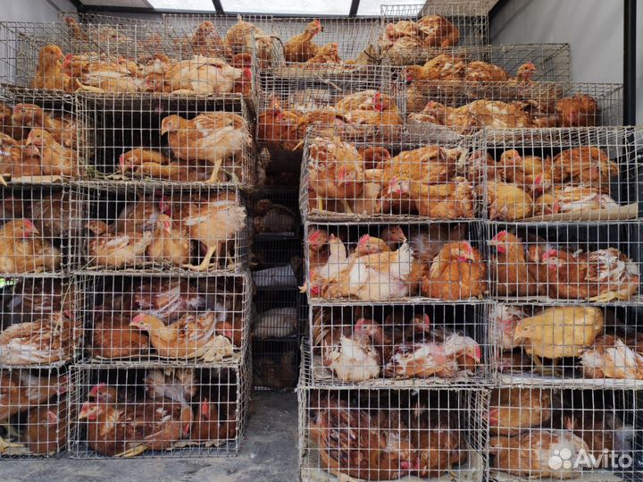 Цветной бройлер редбро