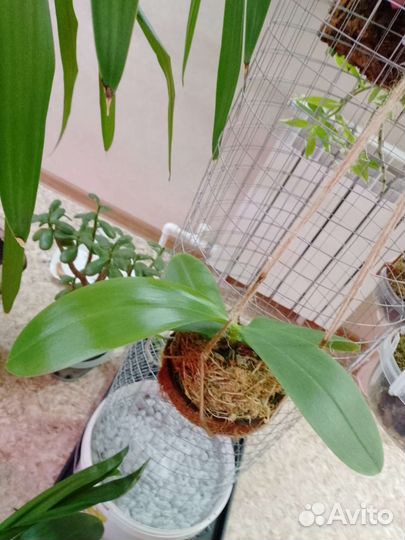 Орхидея фаленопсис Лиодоро