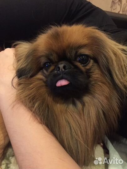 Вязка пекинес