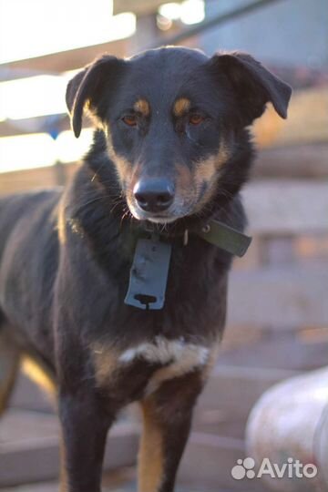 Девочка Тайга