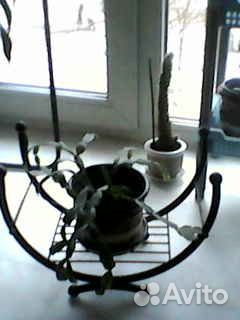 Ящики для растений