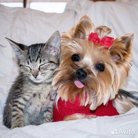 Передержка домашних животных