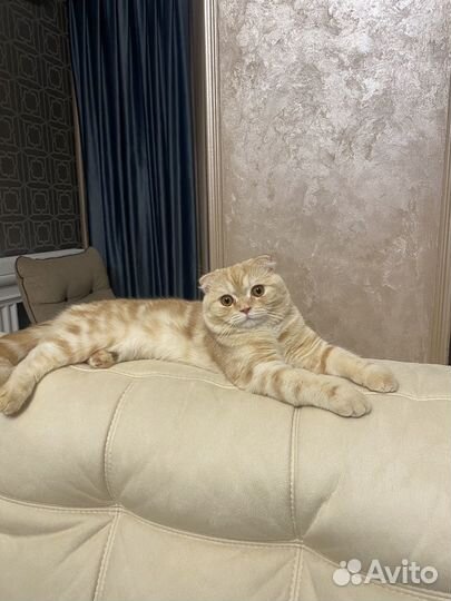 Шотландский вислоухий кот вязка