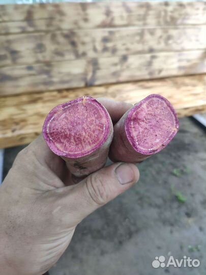 Рассада Батата