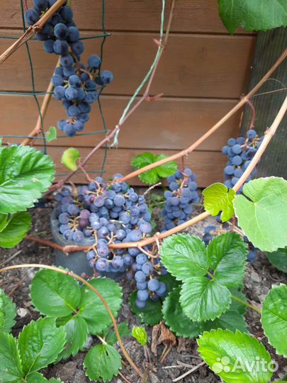 Саженцы винограда