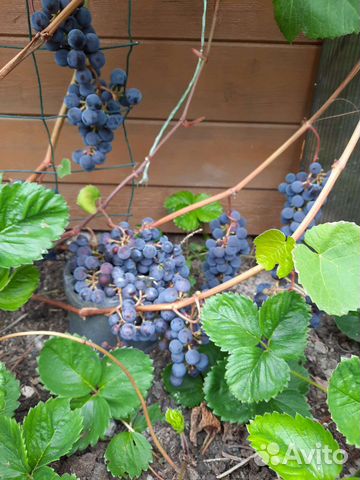 Саженцы винограда