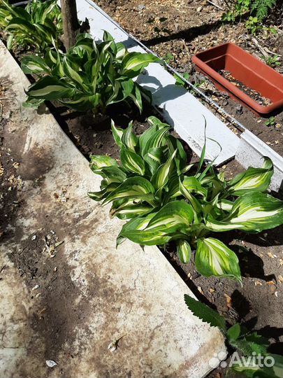 Меняю хосту на сажанец ревеня