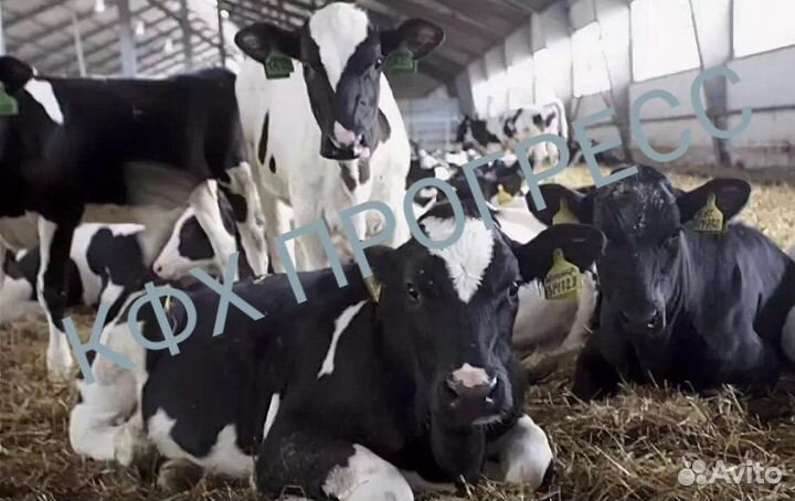 Бычки выпоенные для откорма телята