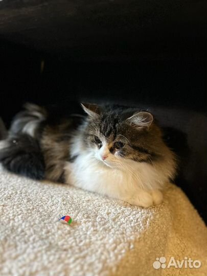 Пушистая кошка