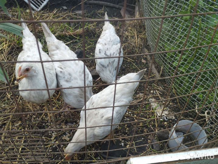 Молодые куры и петухи