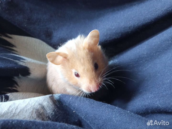 Сирийский хомяк
