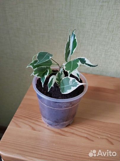Фикус бенджамина старлайт/ домашние цветы/подарок