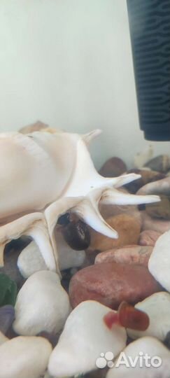 Аквариумные рыбки гуппи и улитки