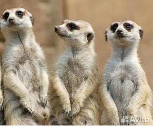 Именные билеты в Московский зоопарк