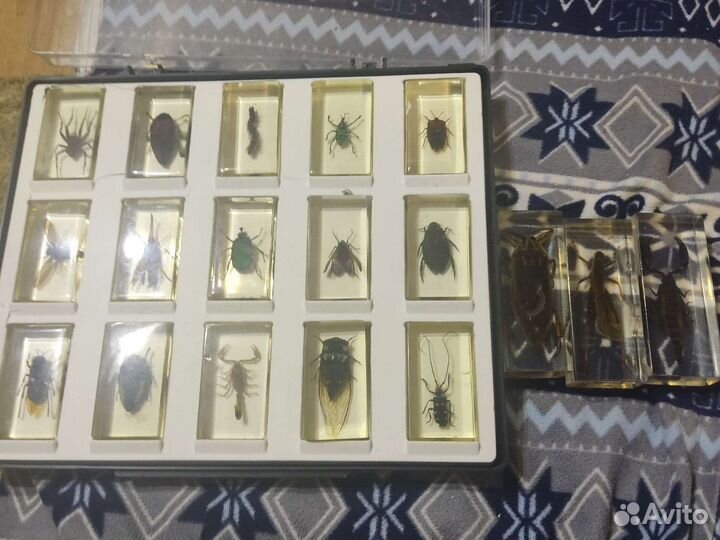 Насекомые в смоле настоящие