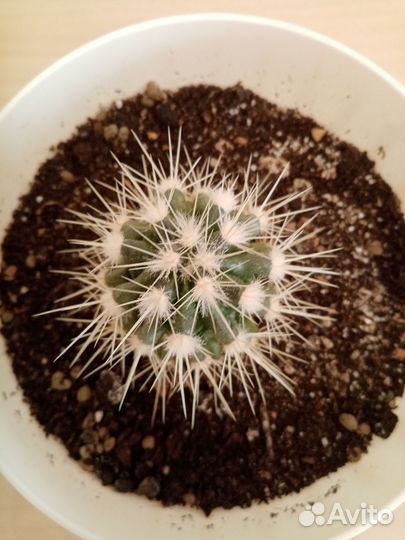 Кактусы и суккуленты