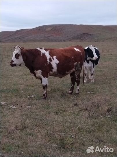 Нетель стельная. Цена договорная