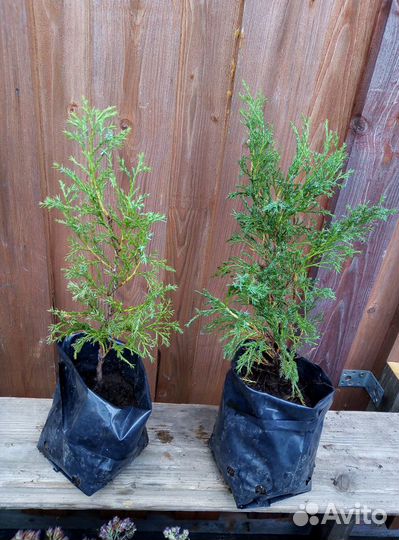 Декоративные кустарники