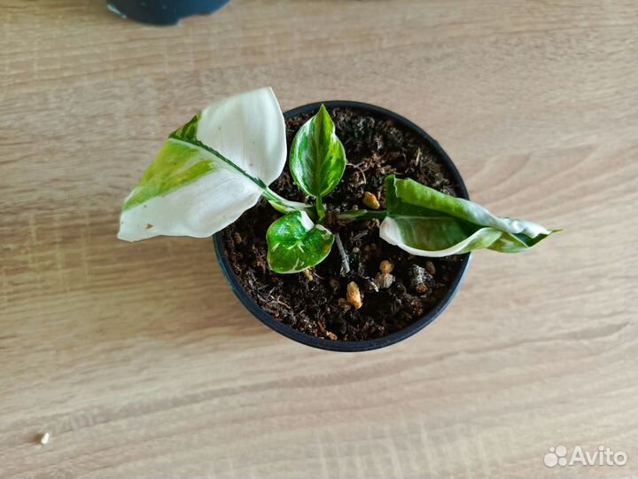 Филодендрон white визард