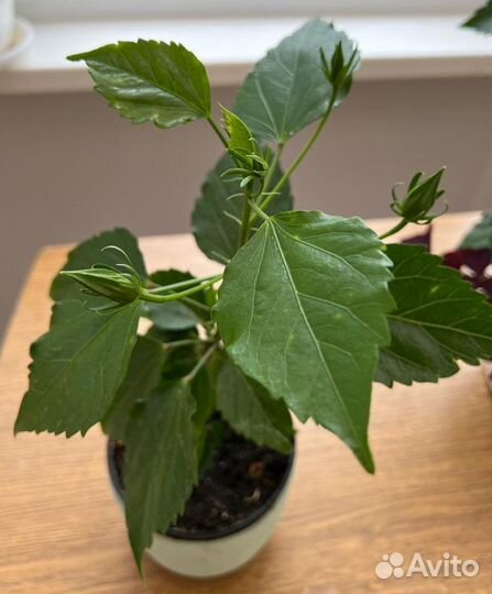 Комнатные цветы. Гибискус гибридный