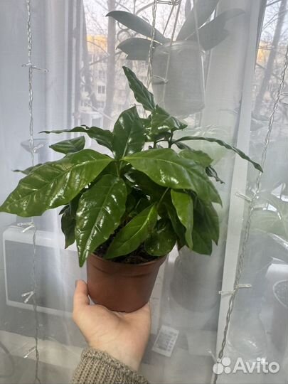 Кофе арабика растение