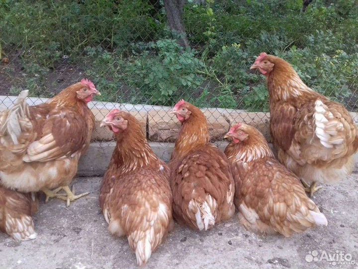 Ломан Браун куры